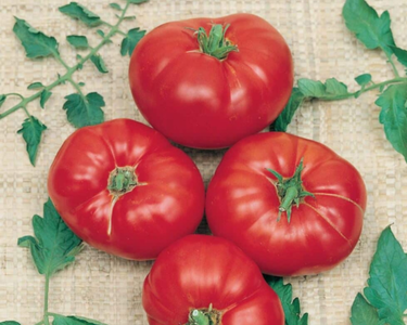 Box Car Willie Tomato Seeds